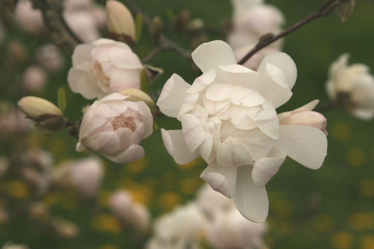 Sternmagnolie