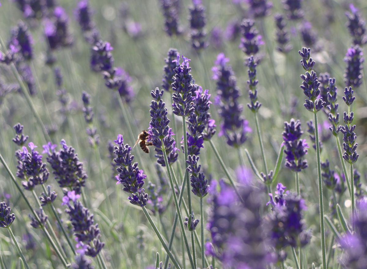Lavendel Richard Gray Lavendel Richard Gray