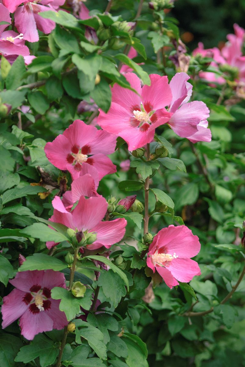 Hibiskus Woodbridge Hibiskus Woodbridge