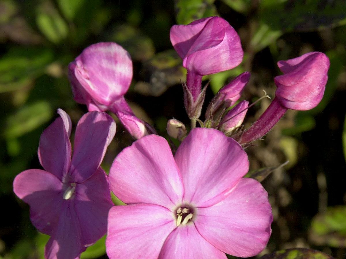 Flammenblume Rijnstroom