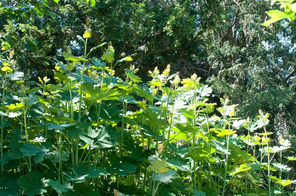 Rosafedermohn Kelway's Coral Plume
