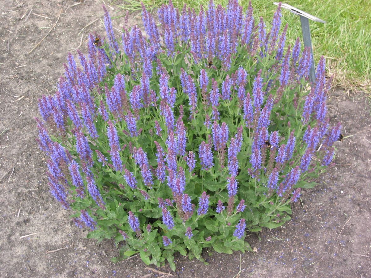 Steppensalbei, Sommersalbei Blauhügel