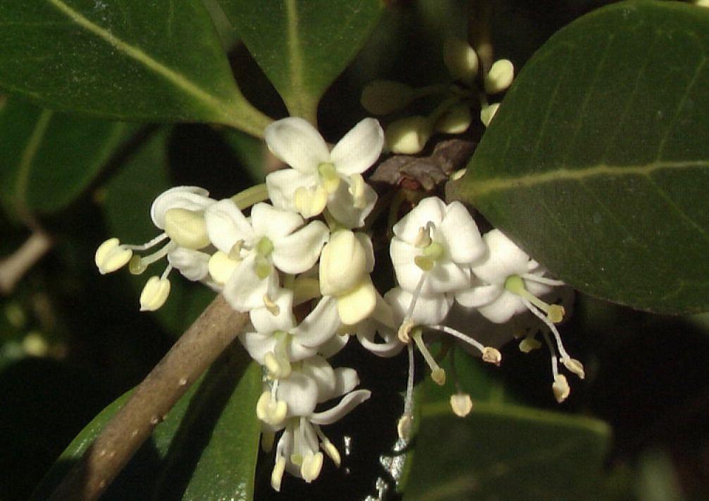 Duftblüte Duftblüte