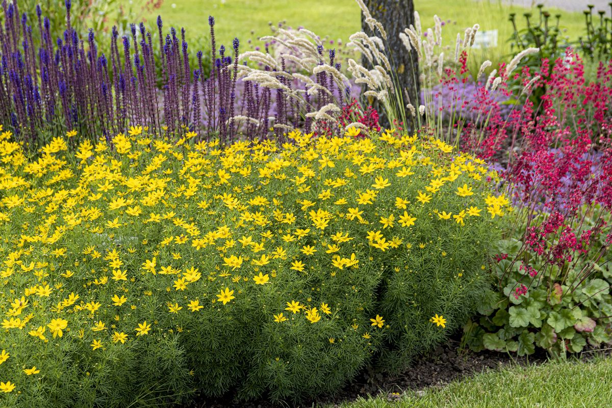 Mädchenauge Grandiflora Mädchenauge Grandiflora