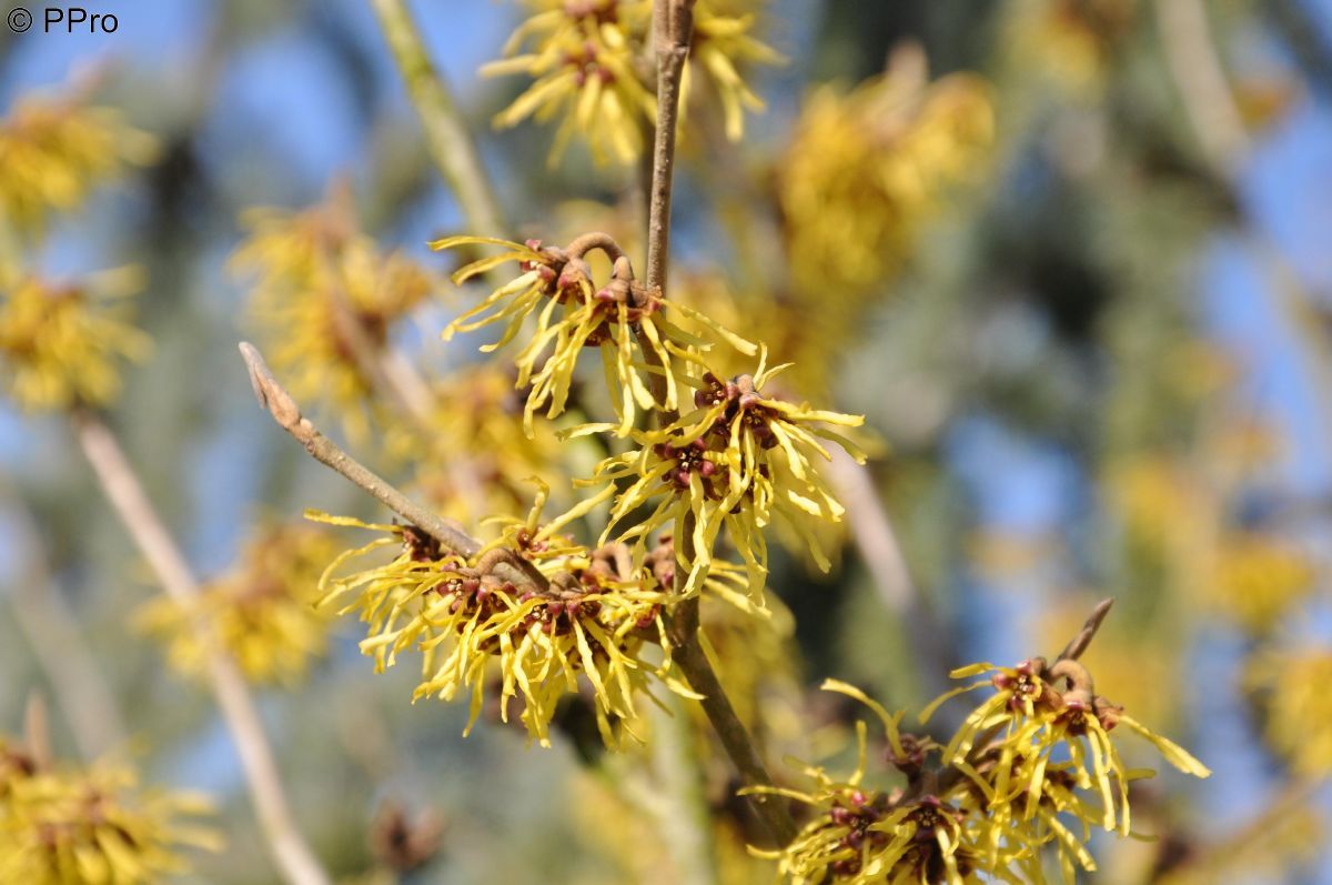 Zaubernuss Westerstede Zaubernuss Westerstede