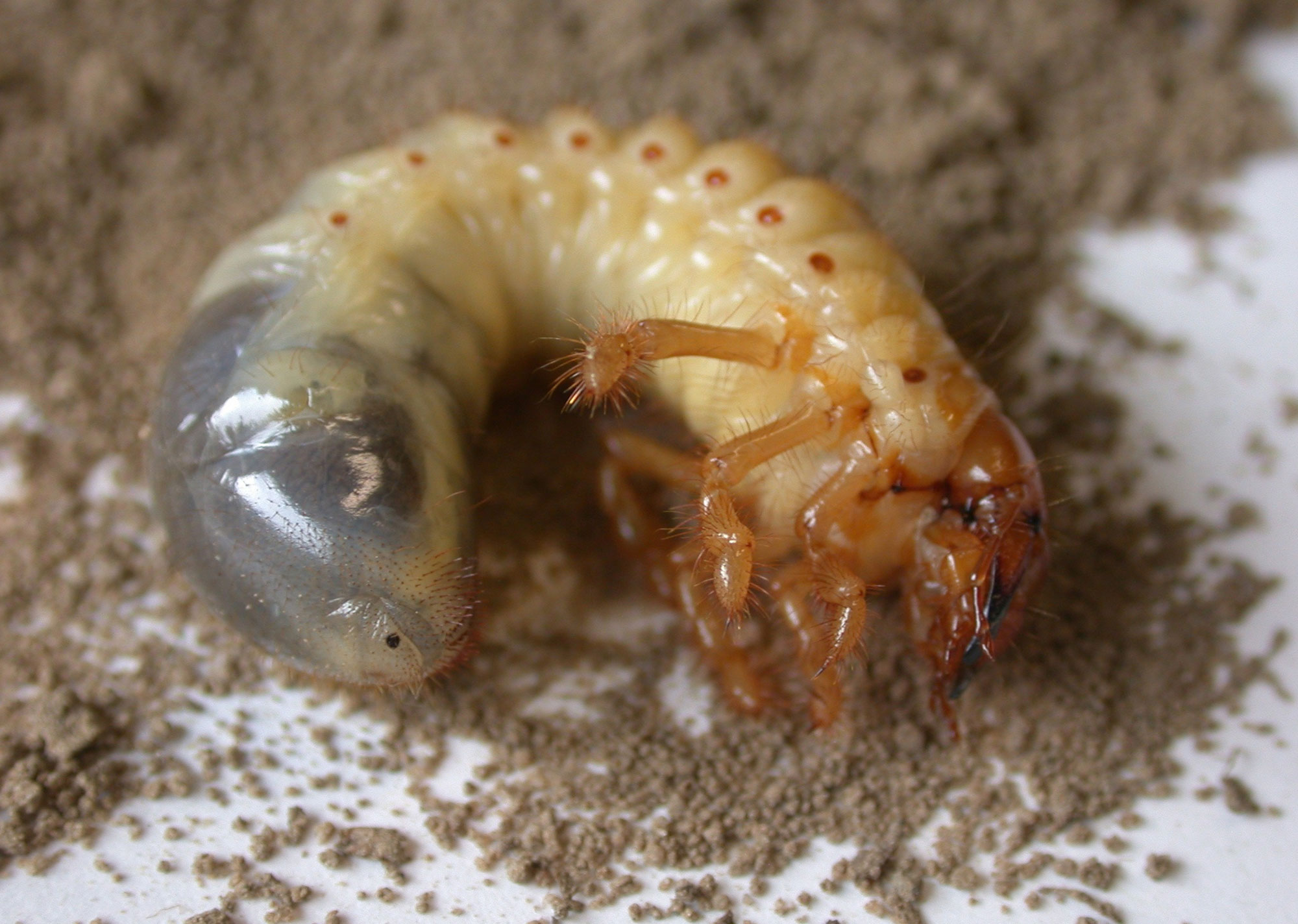 Melonem Nematoden