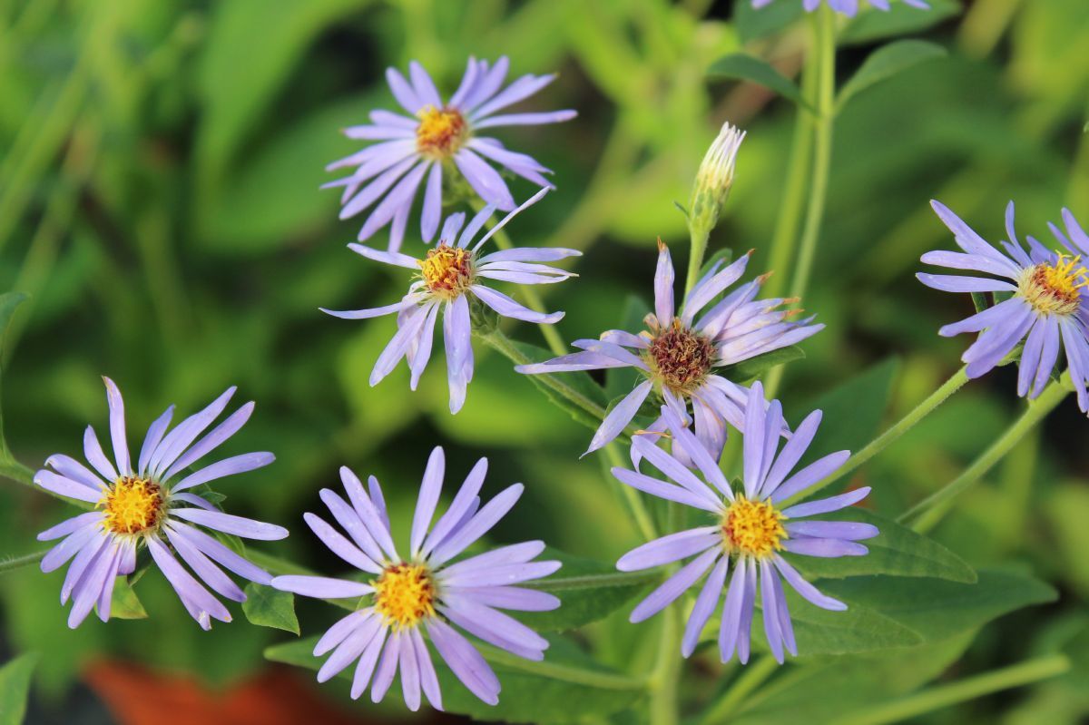 Grossblättrige Aster Twilight