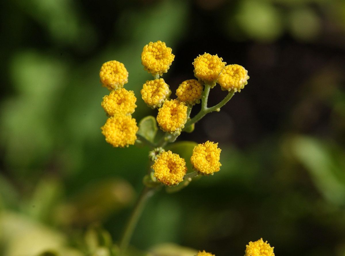 Balsamkraut