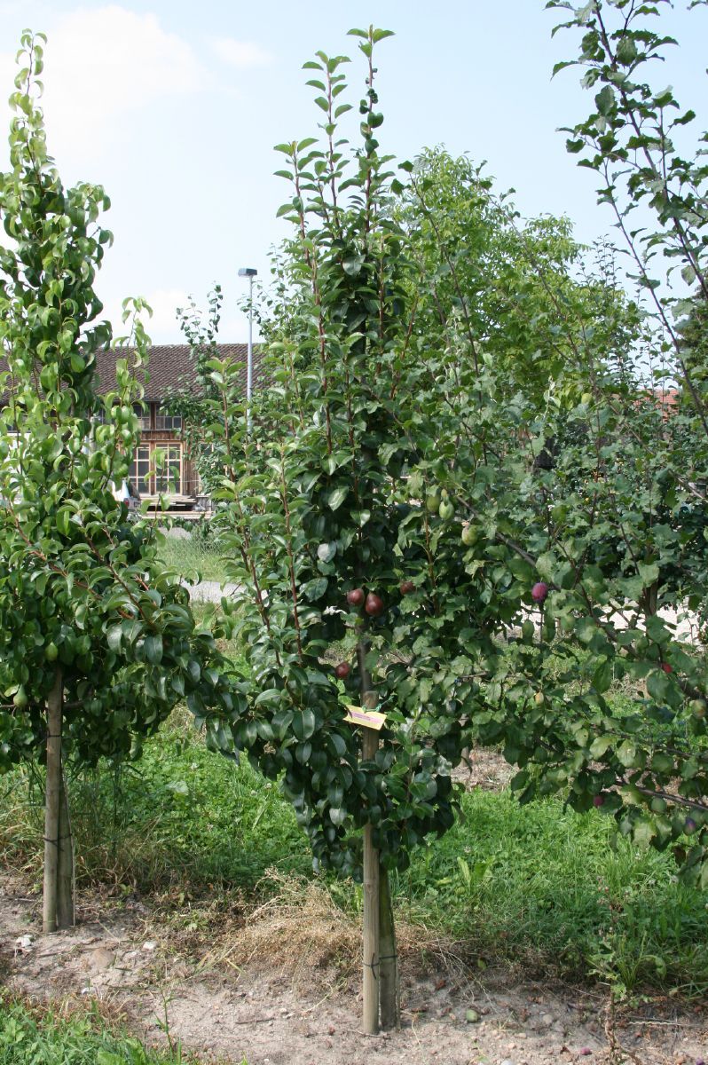 Decora Säulenbirne Decora Säulenbirne