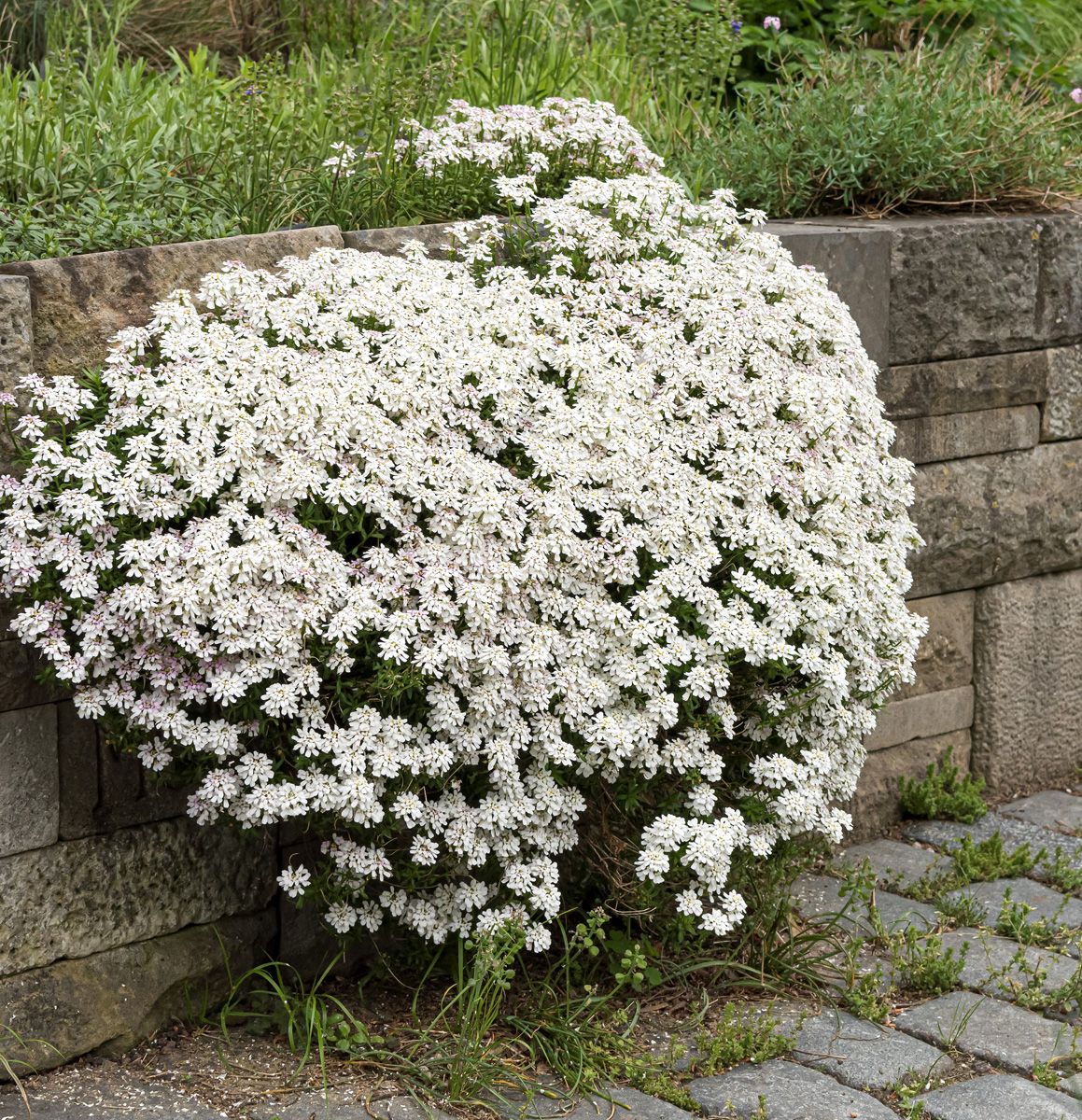 Schleifenblume