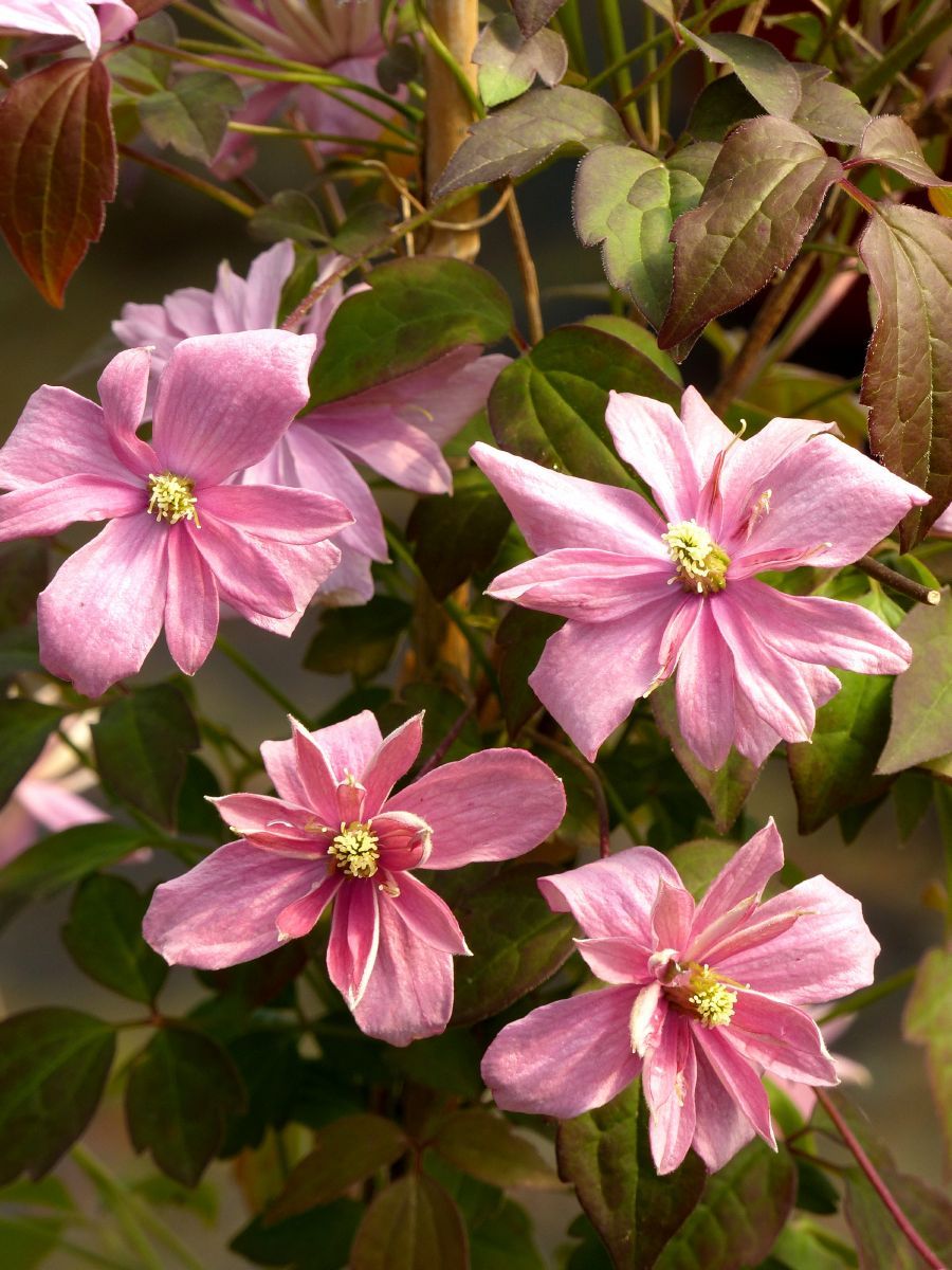 Bergwaldrebe Broughton Star Bergwaldrebe Broughton Star