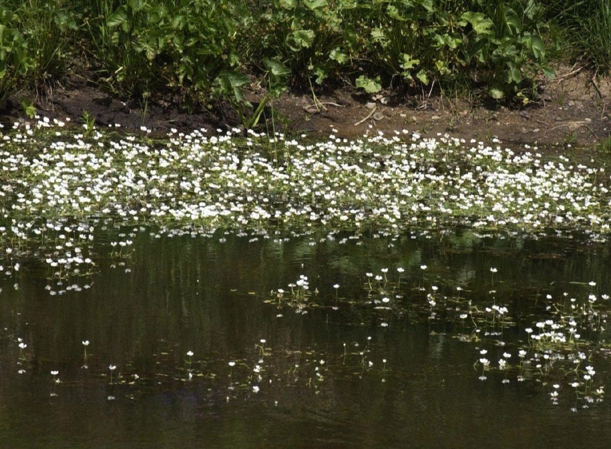 Wasserhahnenfuss