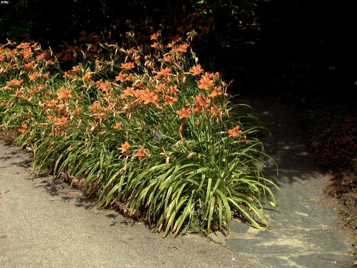Taglilie Kwanso Variegata