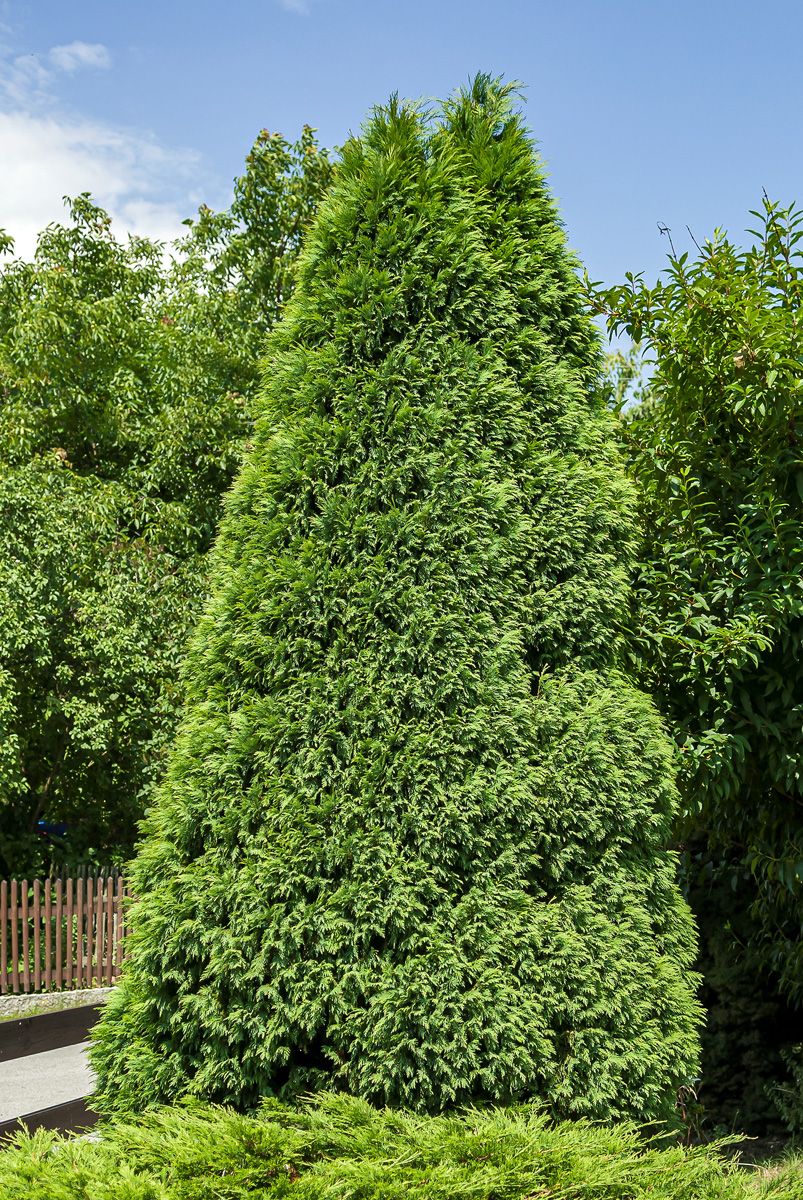 Scheinzypresse Erecta Viridis Scheinzypresse Erecta Viridis