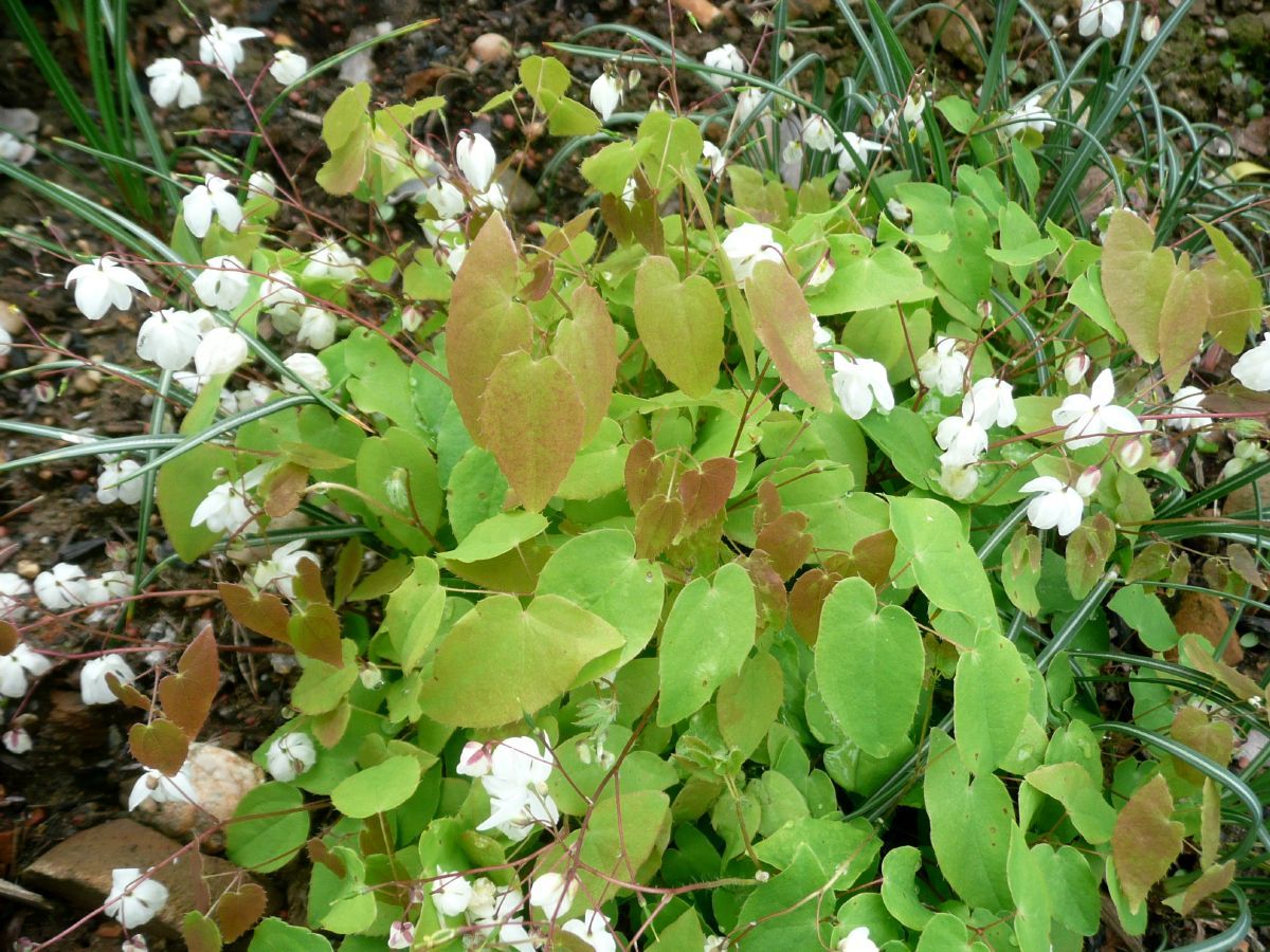 Elfenblume, Sockenblume Niveum