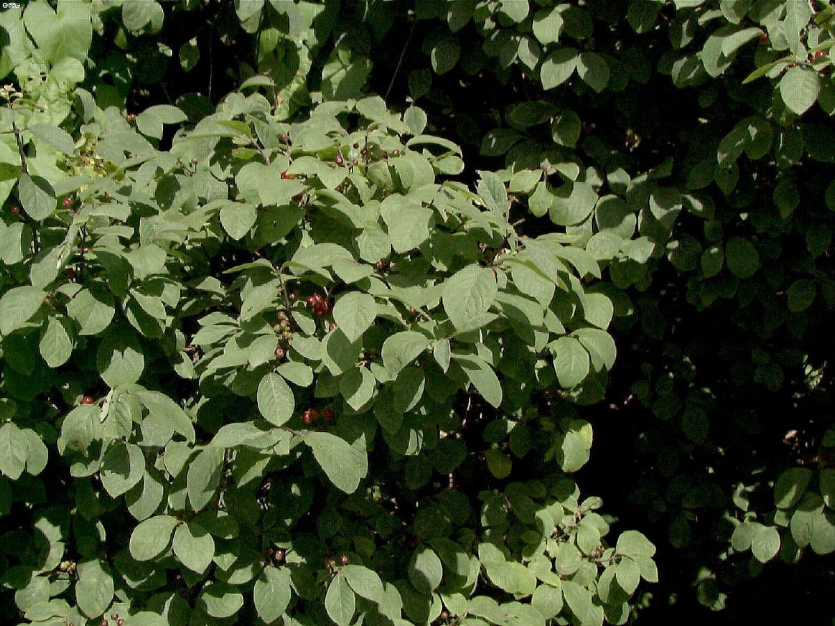 Zwergheckenkirsche Claveys Dwarf