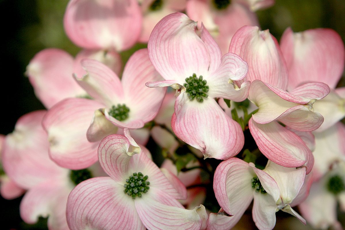 Amerikanischer Blumenhartriegel Rubra