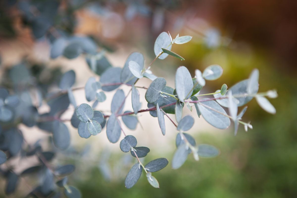 Eukalyptus Silverana