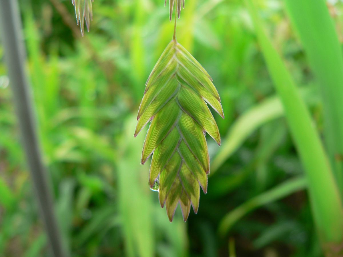 Plattährengras Plattährengras