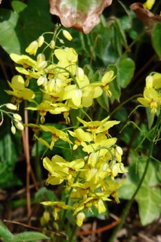 Gefiederte Elfenblume, Sockenblume Gefiederte Elfenblume, Sockenblume