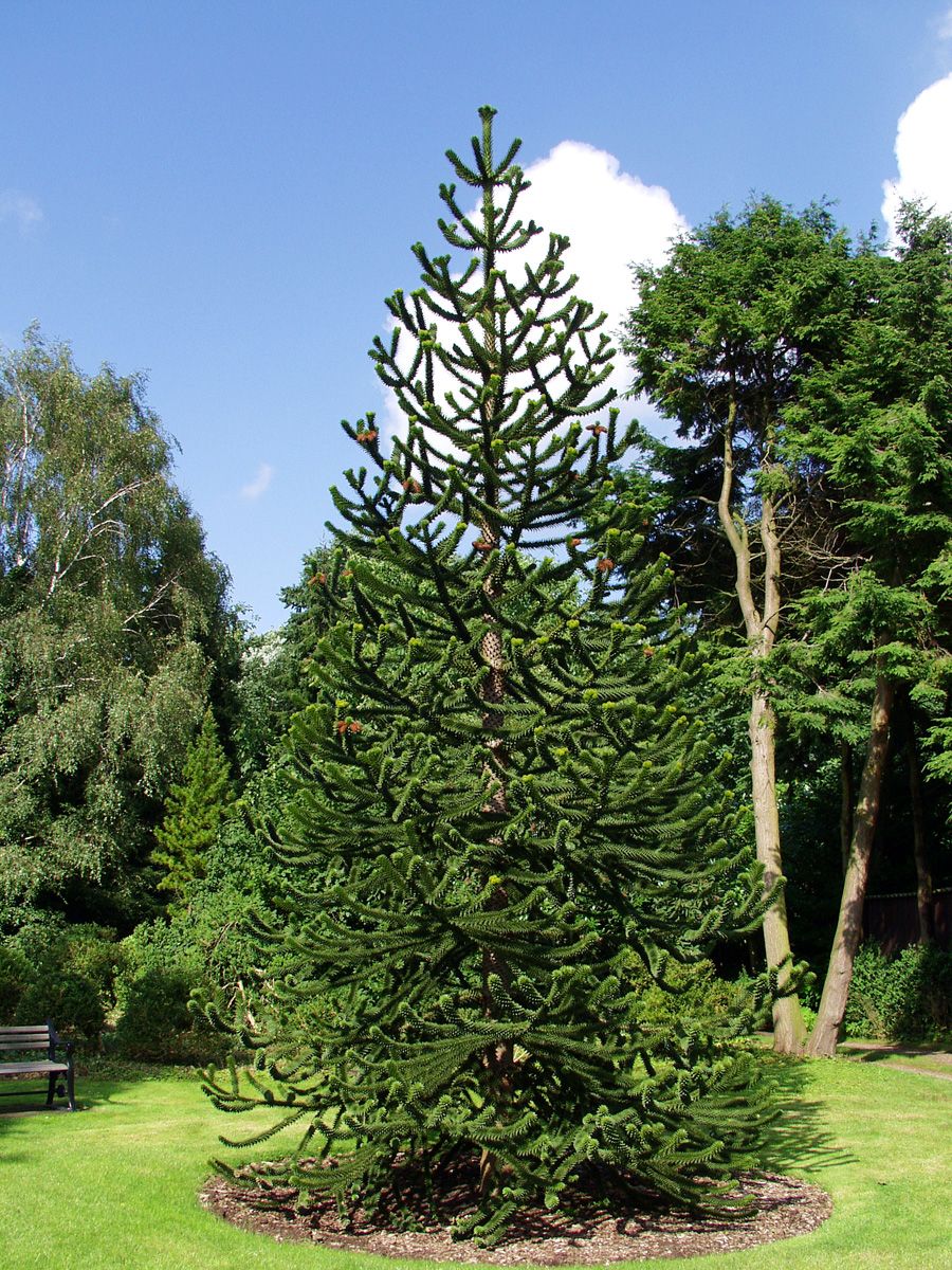 Araukarie Araukarie