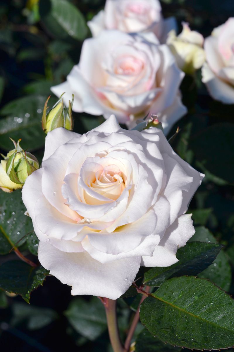 Certina® Edelrose