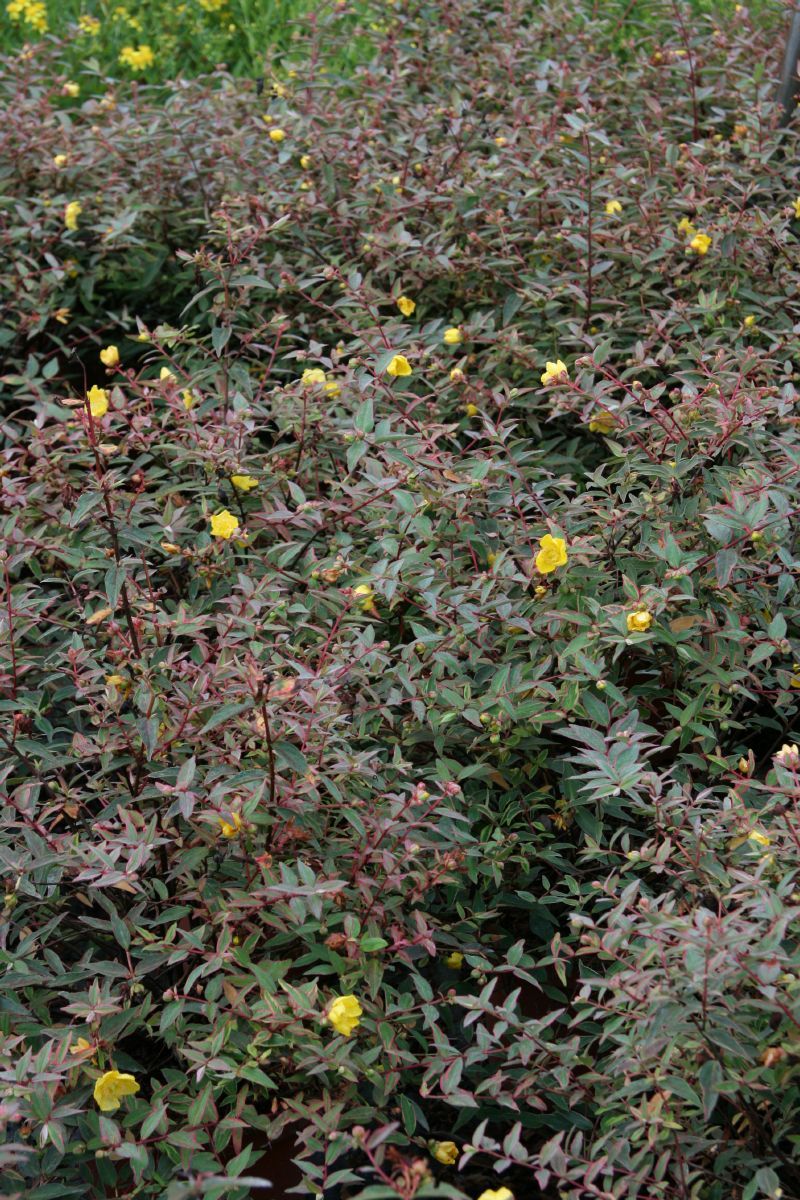 Johanniskraut Tricolor