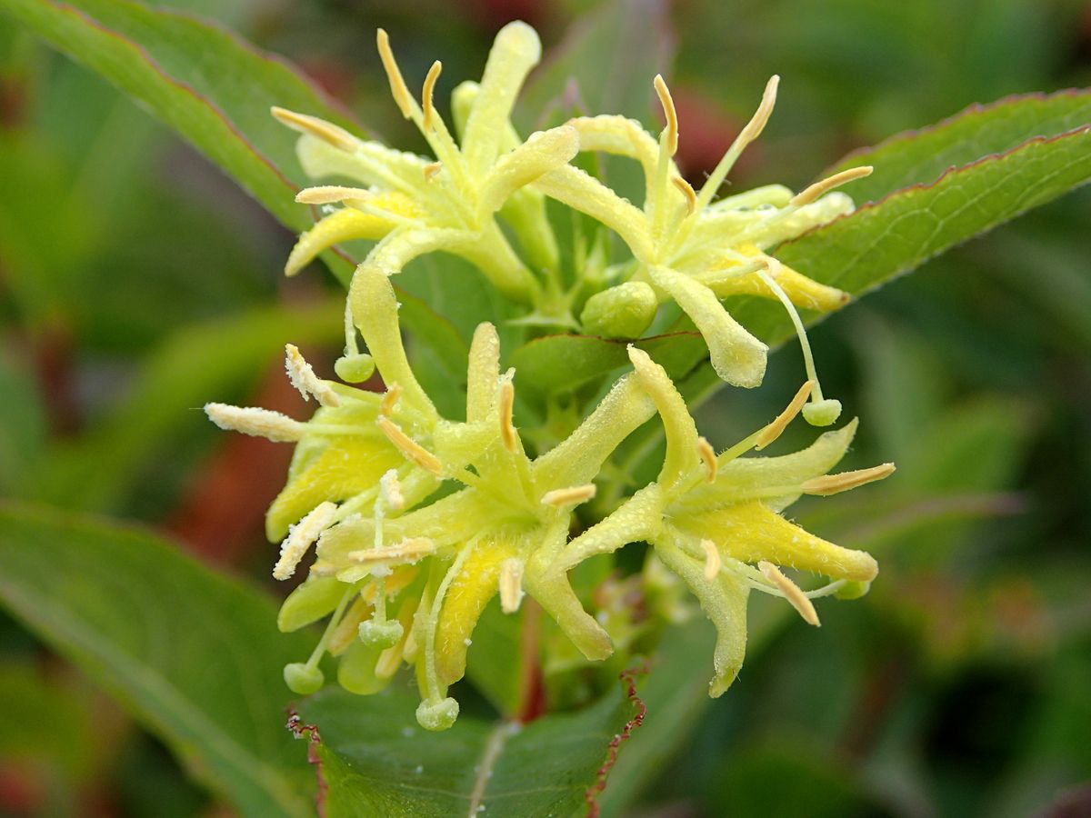 Buschgeissblatt Buschgeissblatt