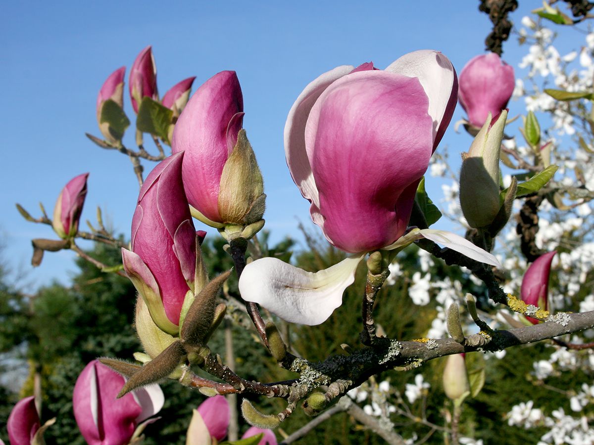 Tulpenmagnolie Lennei Tulpenmagnolie Lennei