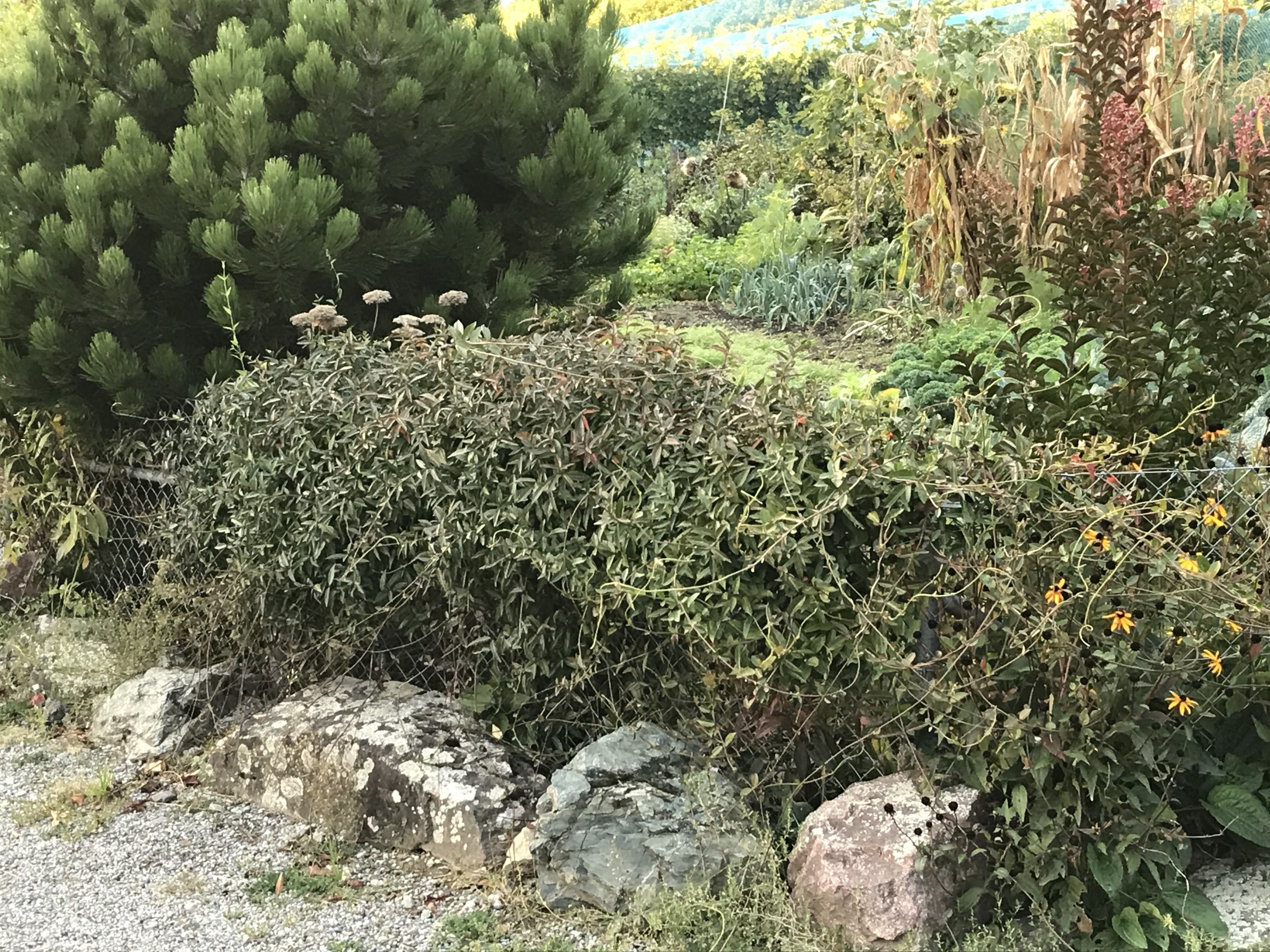 Asiatischer Sternjasmin Asiatischer Sternjasmin