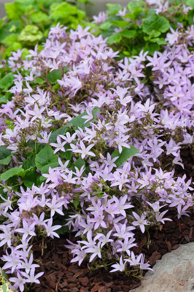 Polsterglockenblume Lisduggan Variety