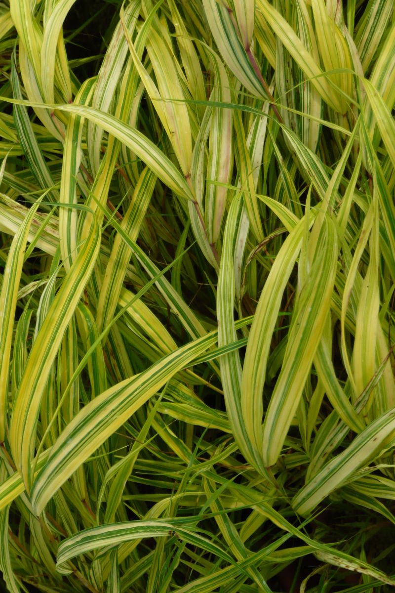 Gelbbuntes Hakonegras Aureola Gelbbuntes Hakonegras Aureola