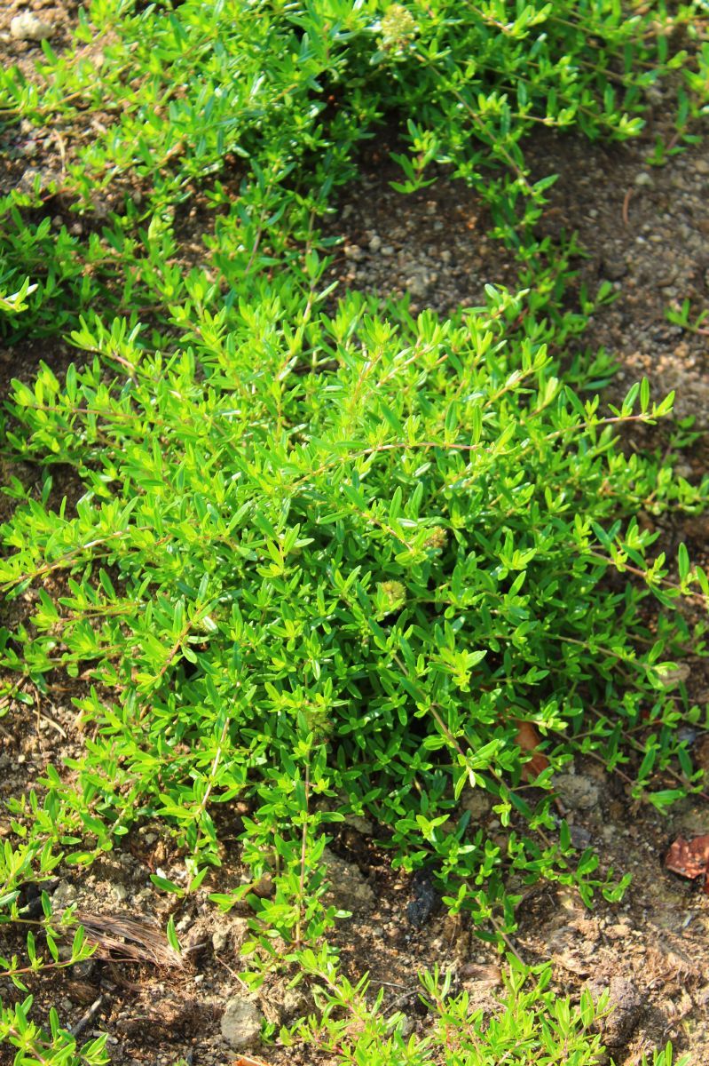 Langstängliger Thymian