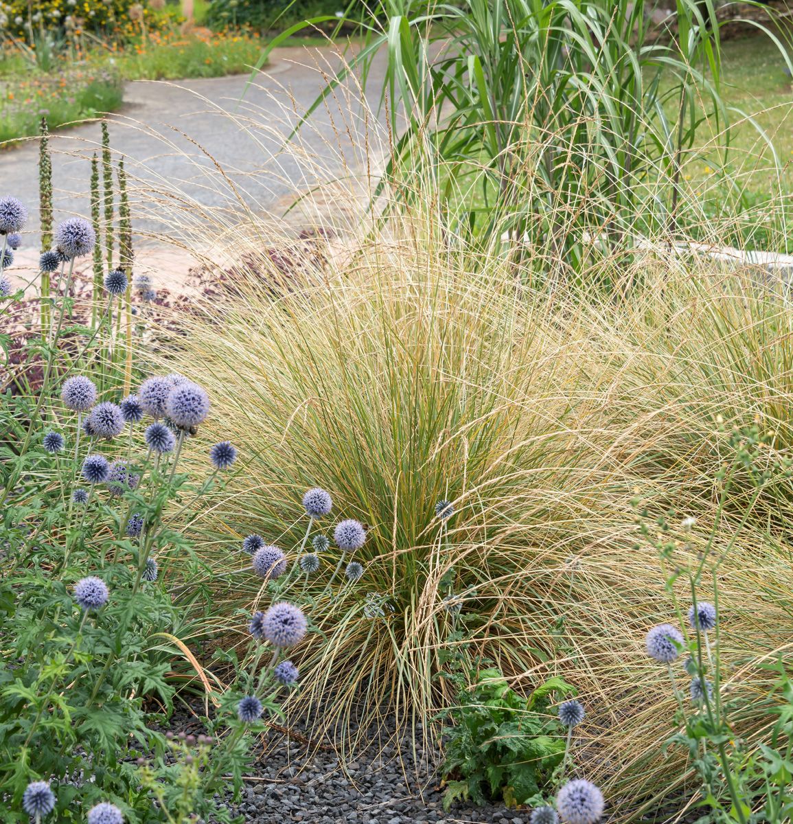 Atlasschwingel Atlasschwingel