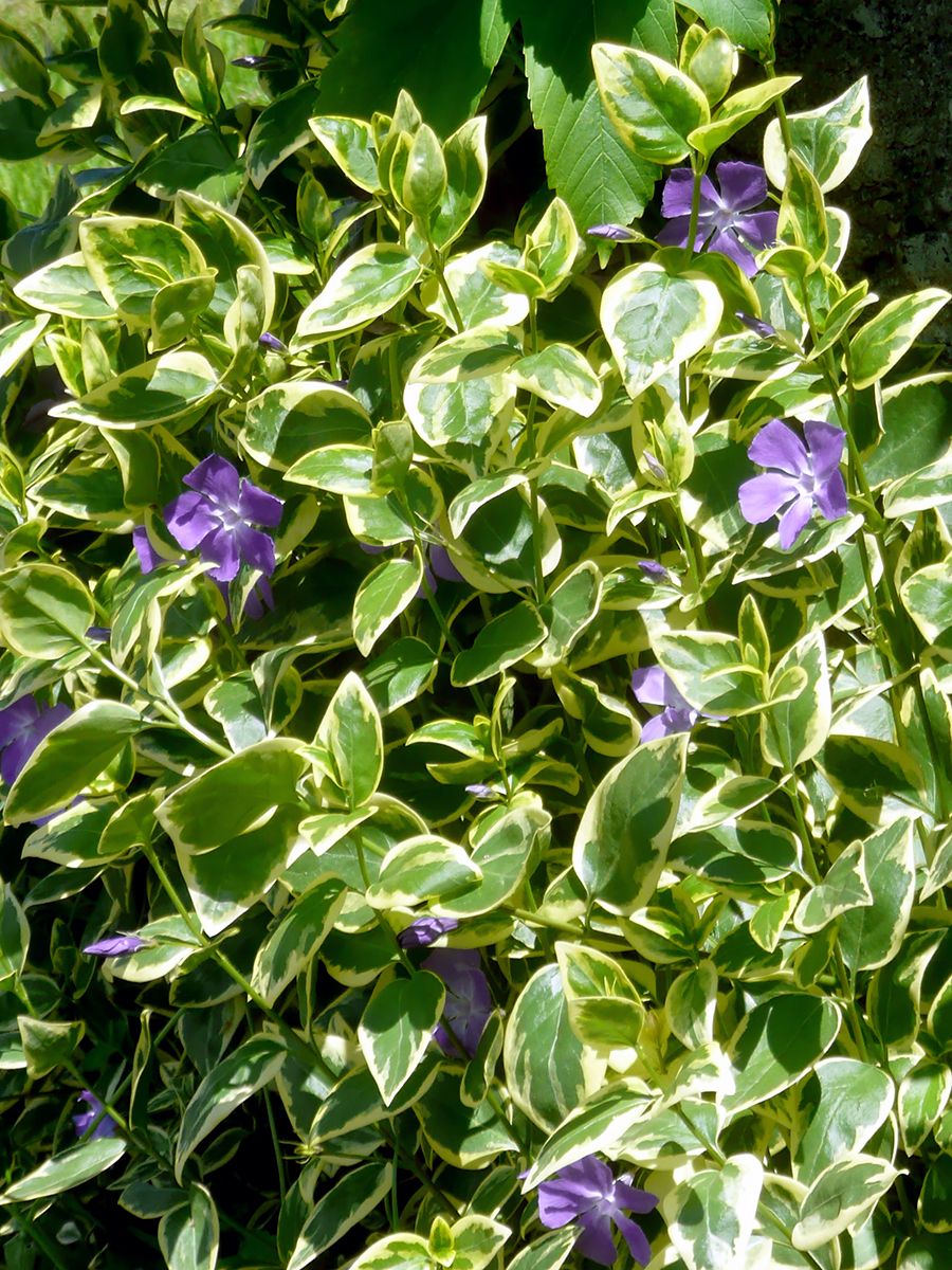 Grossblättriges Immergrün Variegata