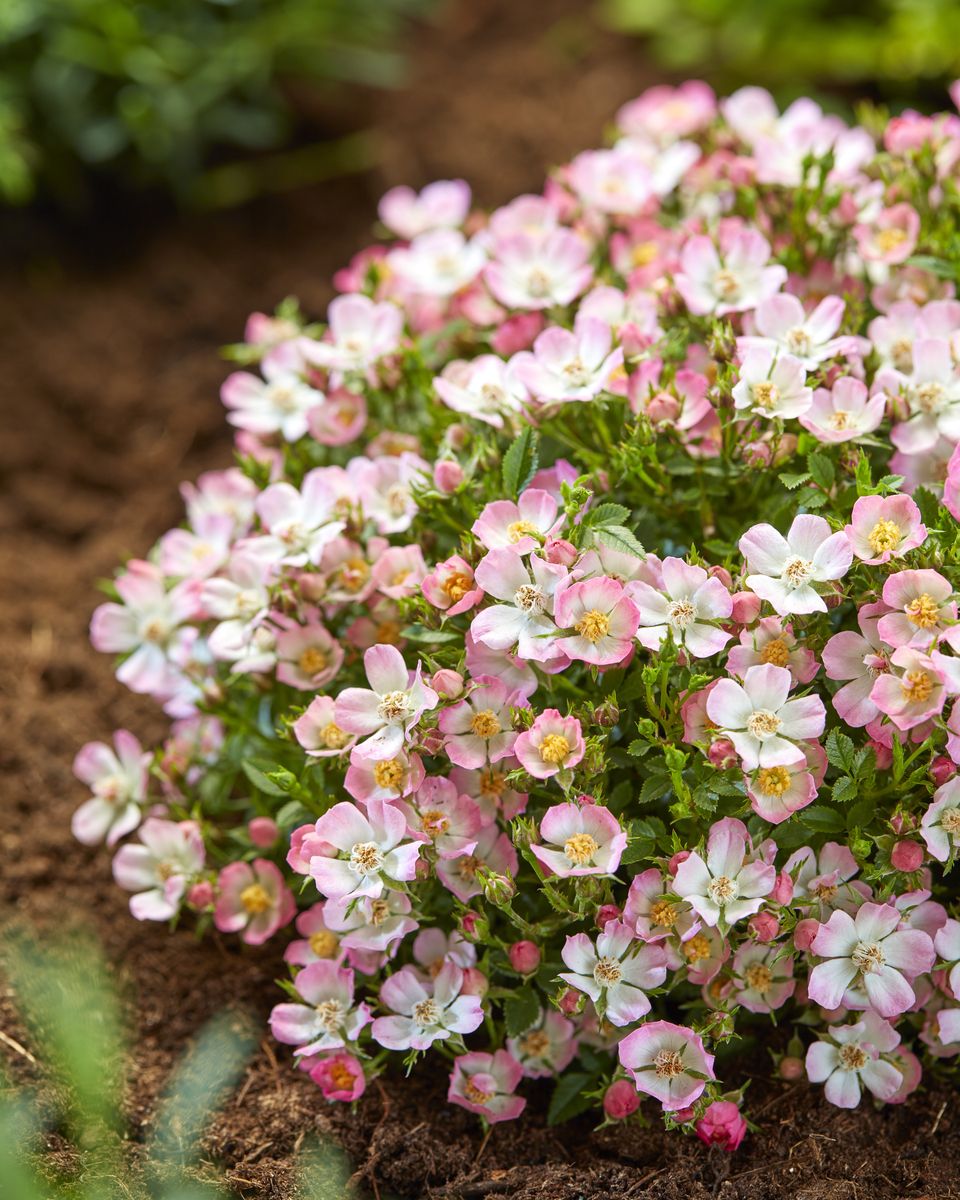 Cutie Pie Miniatur-/Zwergrose