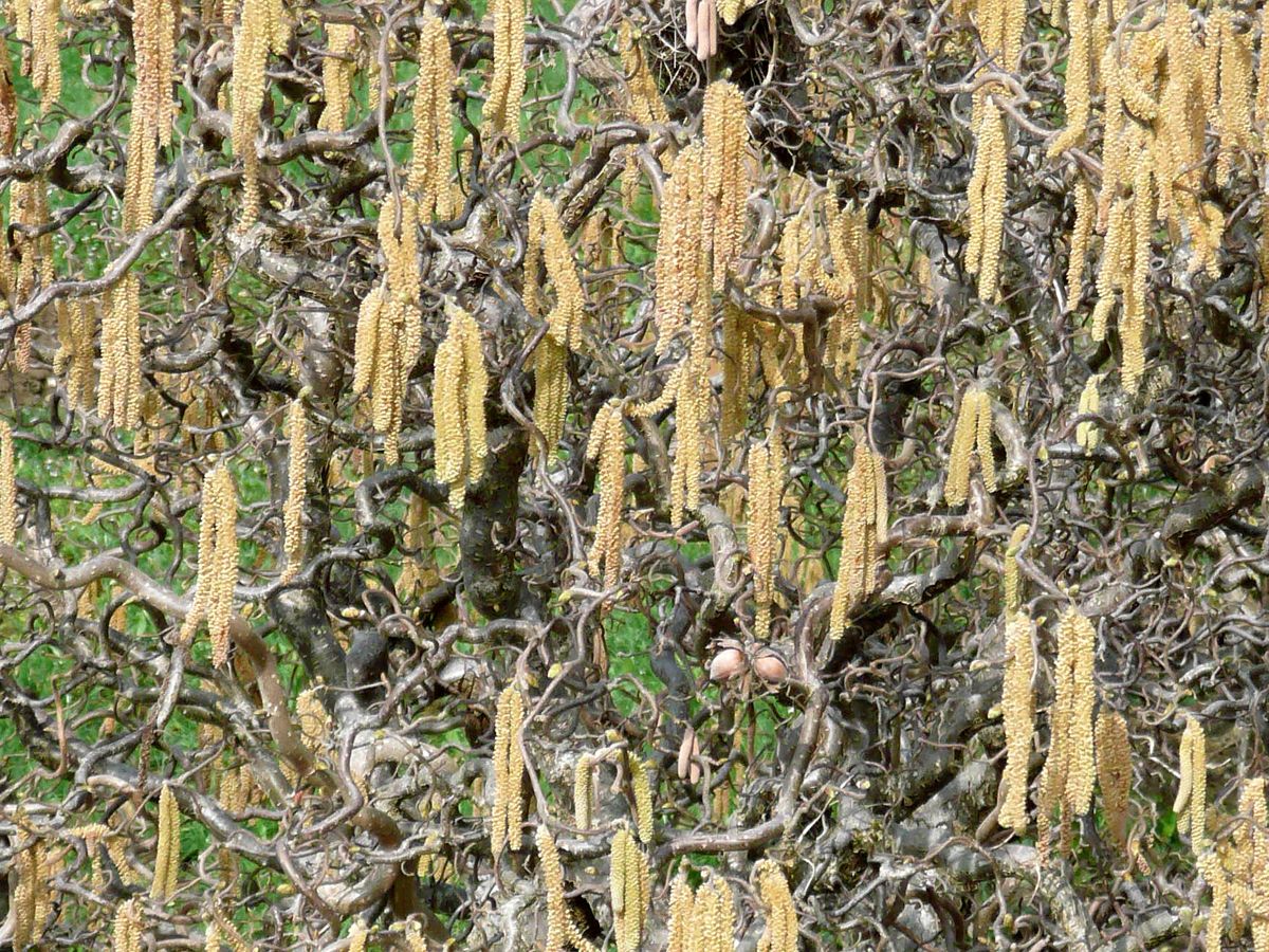 Korkenzieherhasel Contorta Korkenzieherhasel Contorta