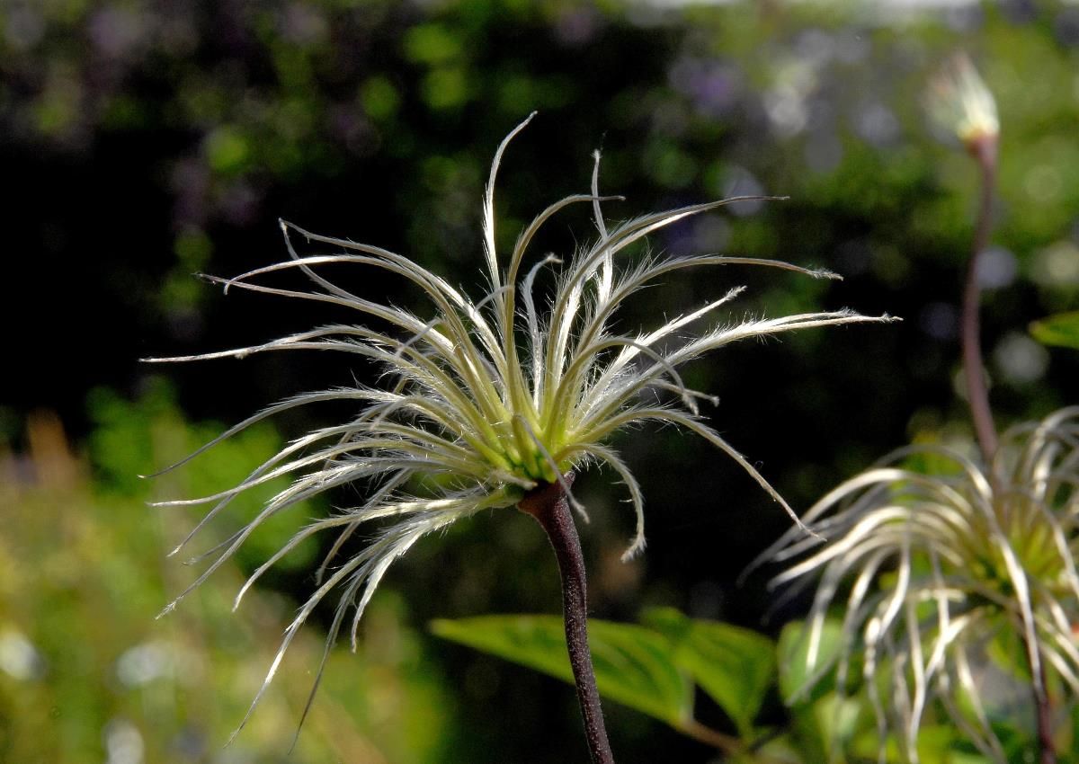 Waldrebe Buckland Beauty