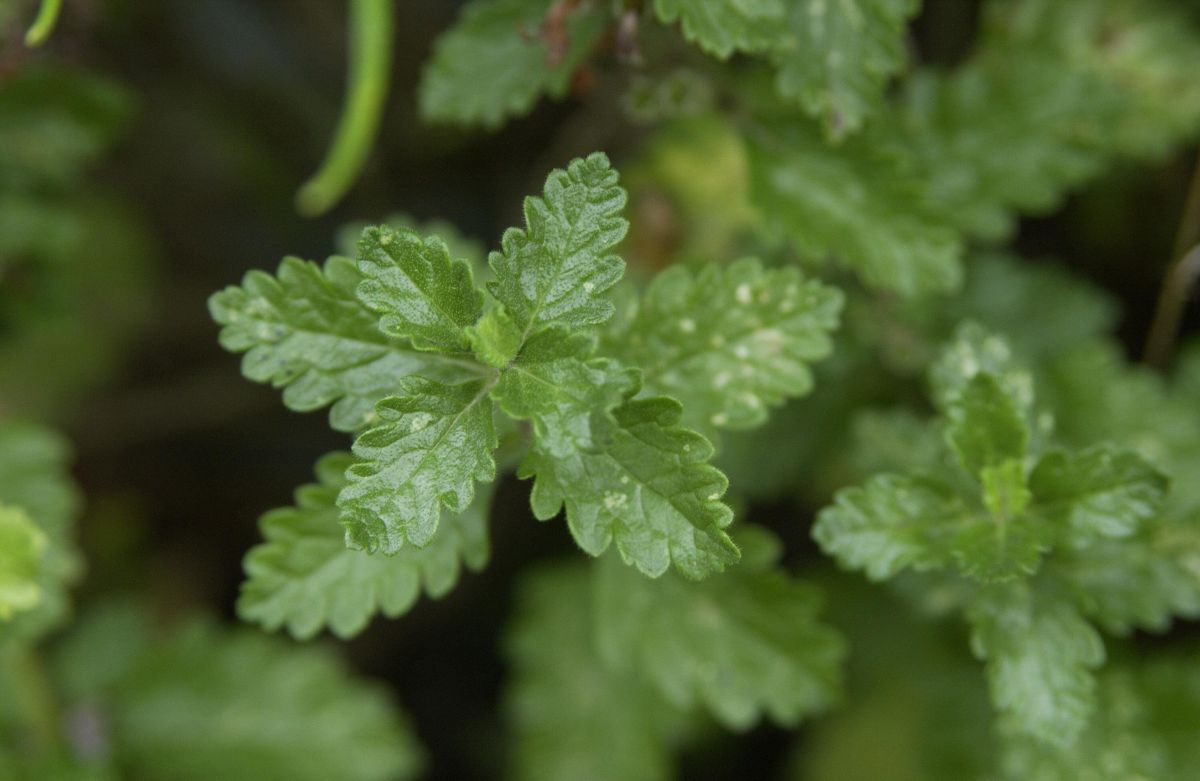 Gartengamander, Edelgamander Gartengamander, Edelgamander