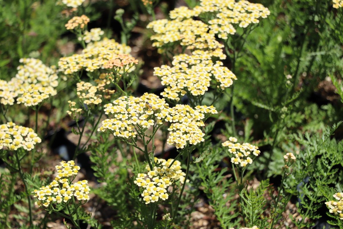 Schafgarbe Hannelore Pahl