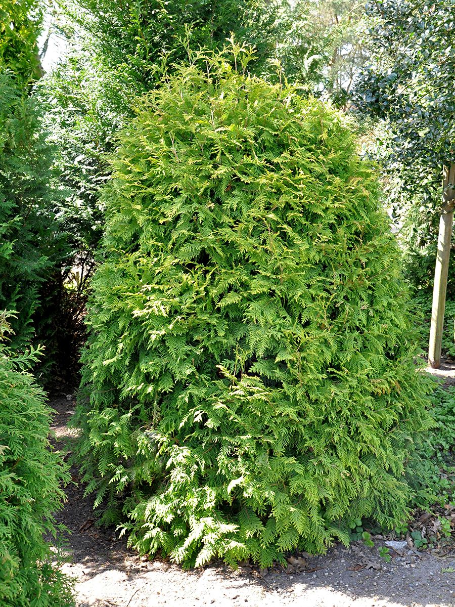 Goldkugeldlebensbaum Golden Globe Goldkugeldlebensbaum Golden Globe