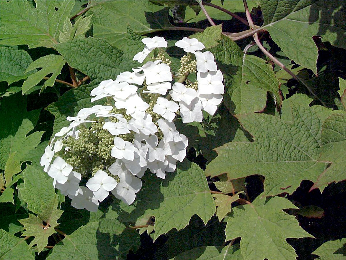 Eichenblättrige Hortensie Eichenblättrige Hortensie