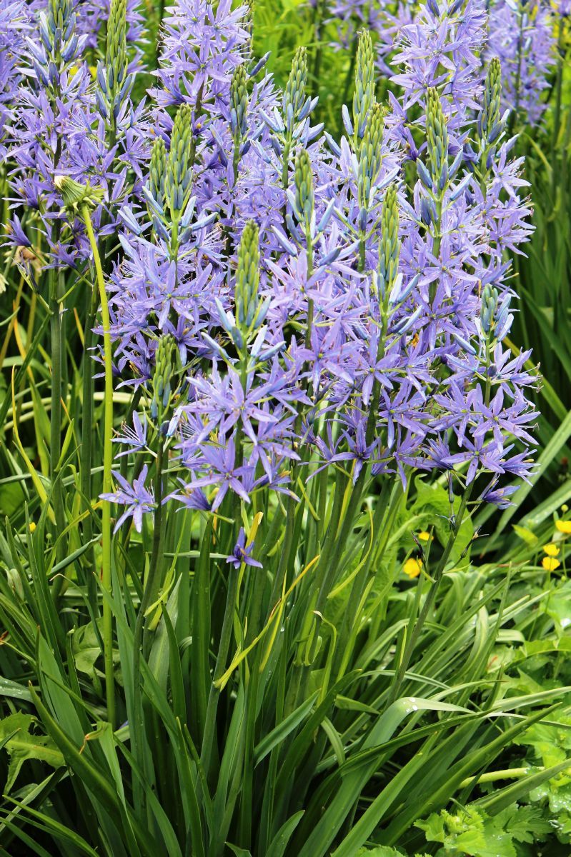 Prärielilie Caerulea