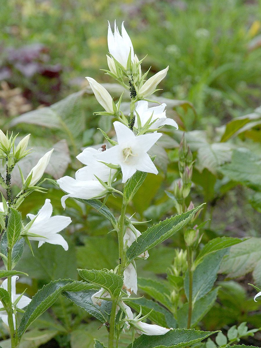 Breitblättrige Waldglockenblume Alba