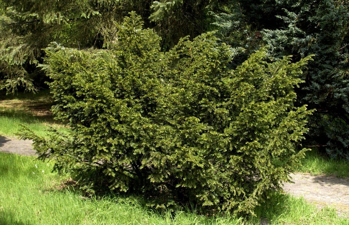 Nesteibe Nidiformis Nesteibe Nidiformis