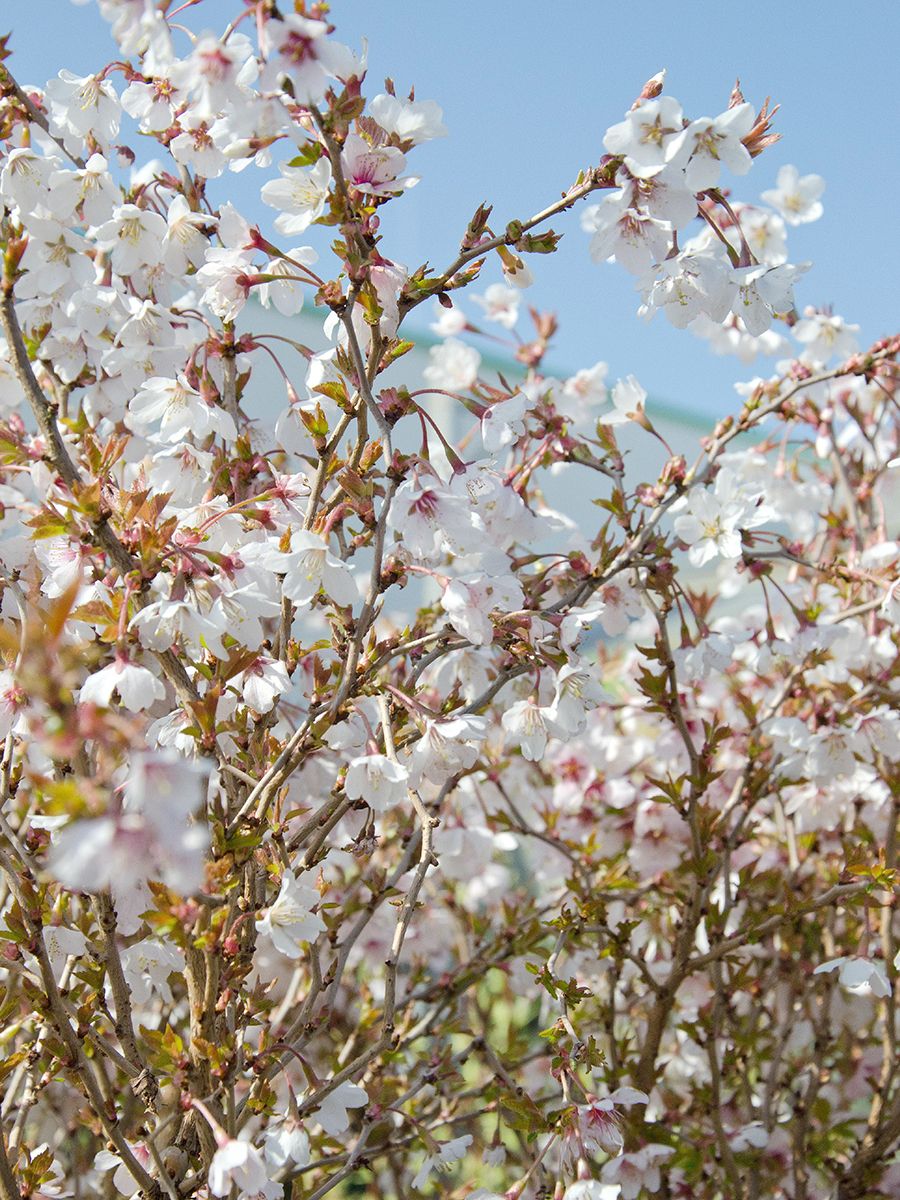 Märzkirsche Kojou-no-mai Märzkirsche Kojou-no-mai