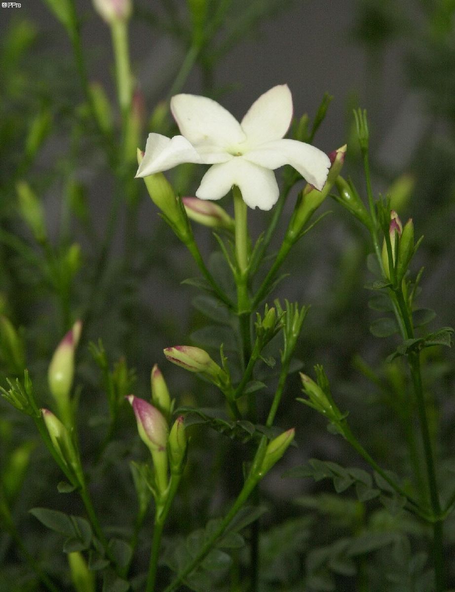 Echter Jasmin Echter Jasmin