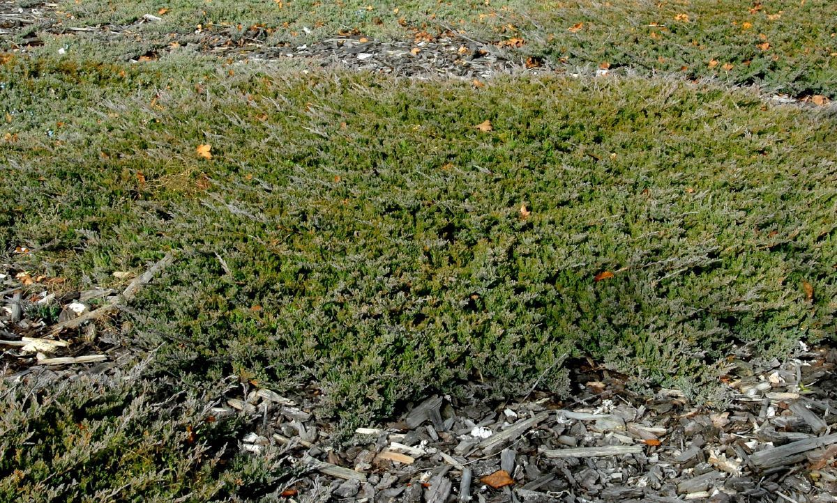 Kriechwacholder Blue Chip