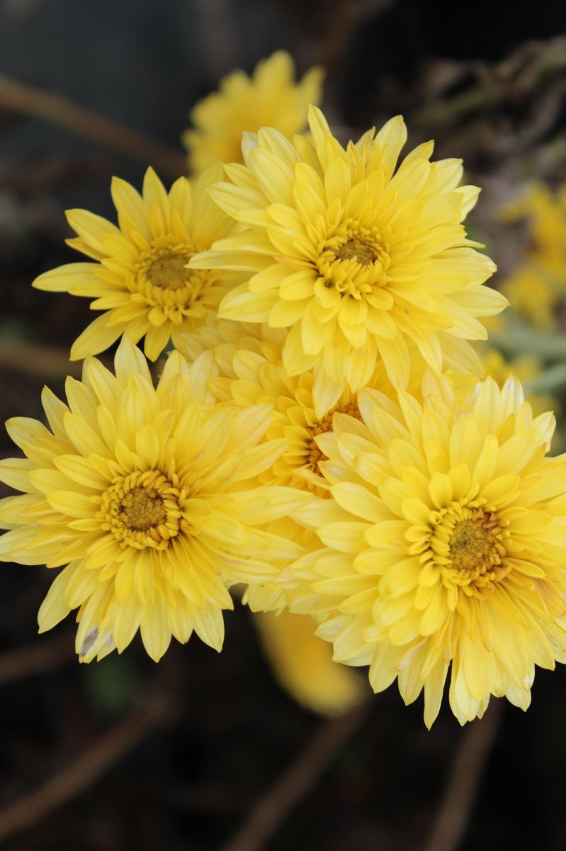 Winteraster Beppie Gelb