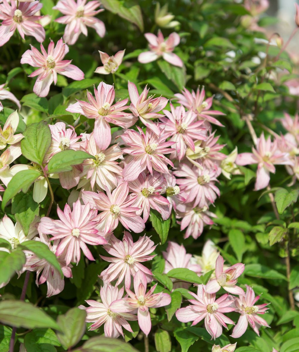 Bergwaldrebe Marjorie